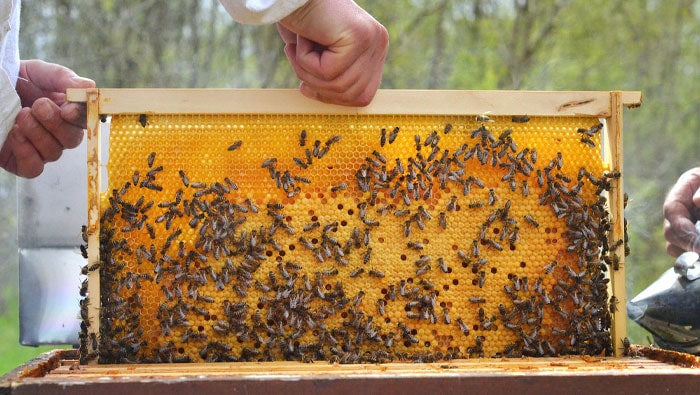 شغل زنبورداری و پرورش زنبور عسل