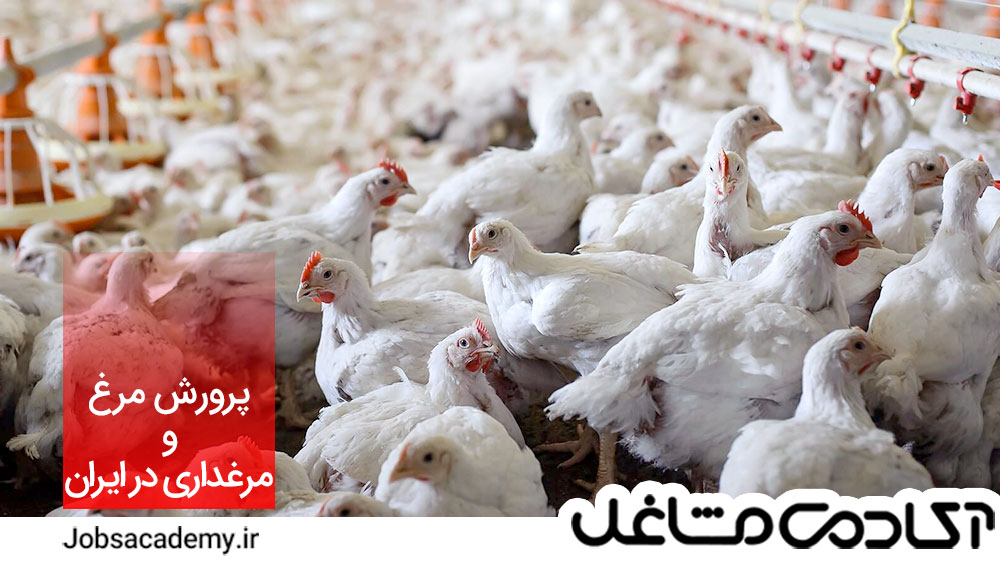 پرورش مرغ و مرغداری در ایران