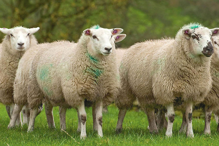 شغل-پرورش-گوسفند