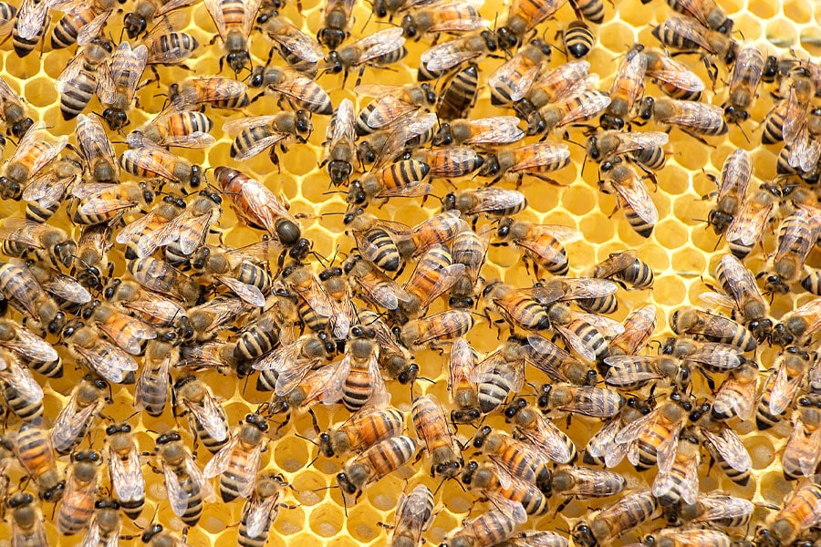 پرورش-زنبور-عسل