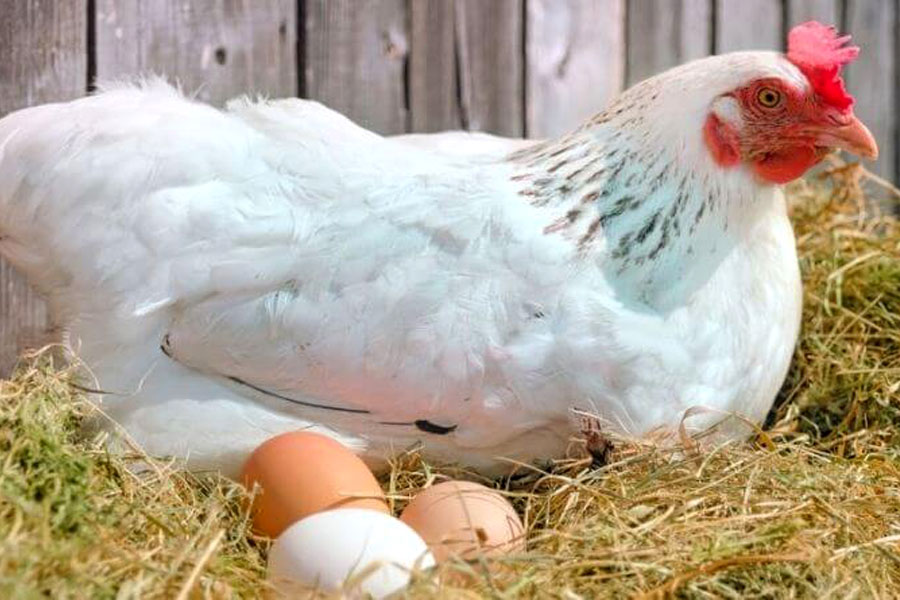 پرورش-مرغ-تخمگذار