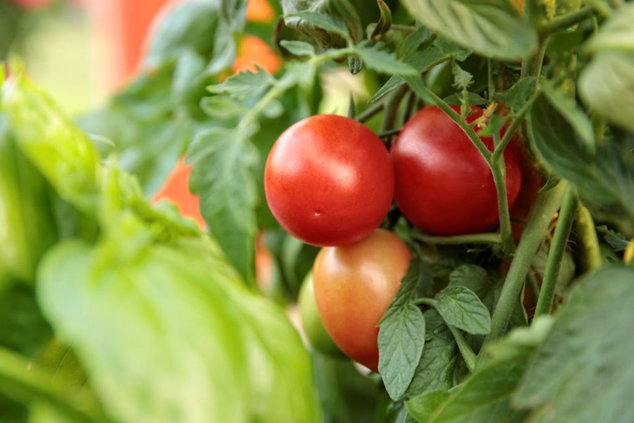 پرورش-گوجه-فرنگی