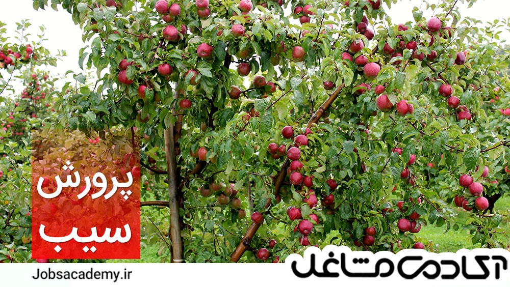 سرمایه-اولیه-باغ-سیب