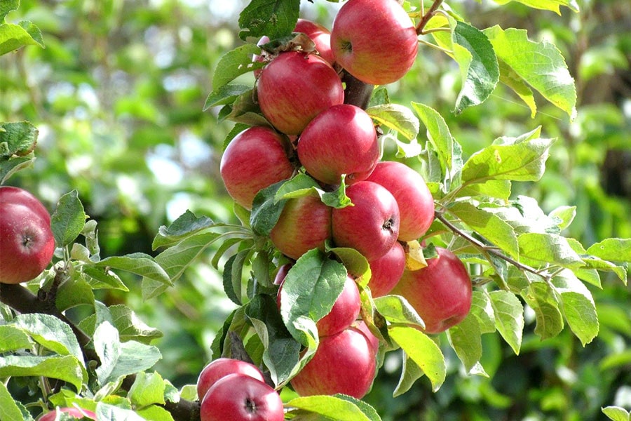 کاشت و پرورش سیب