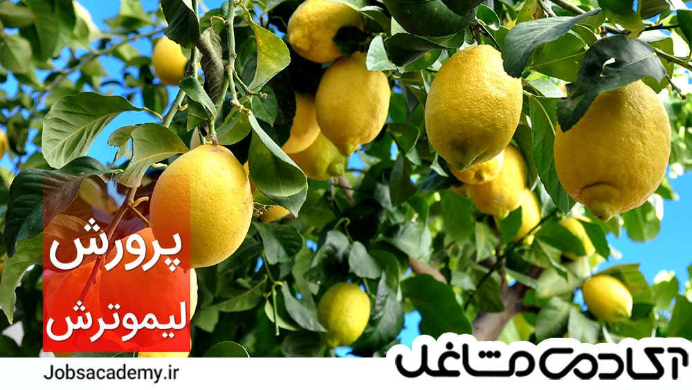 درامد-باغ-لیمو-ترش
