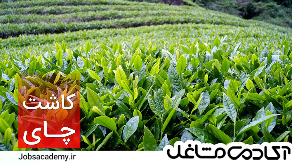 سرمایه-اولیه-باغ-چای